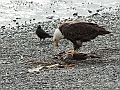 Alaska Wildlife-47